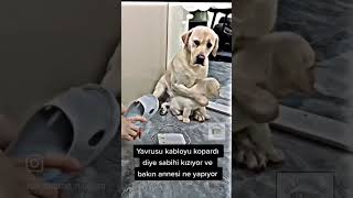 Anne Köpeğin Yavrusunu Koruma Anı: Evin Sahibi ile Yüzleşme #anne #çocuk #yavru #yavruköpek