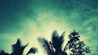 Free Footage (Coconuts Trees)