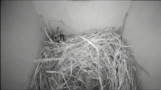 Bernheim Live Bluebird Cam