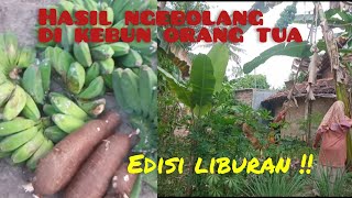 Panen pisang dan singkong di kebun orang tua