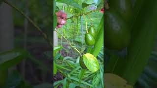 Grass-Fed Fruit Trees?! This is how we manage it #shorts