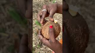 Fresh Coconut flower 🥥🌴 | Coconut embryo🥥😋| #coconutembryo | #coconutflower | #coconut | #shorts