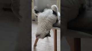 Cozy Cat Slumbers on a Chair in an Amusing Position