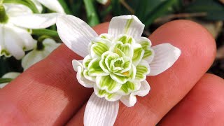 Galanthus nivalis 'Flore Pleno' (“Double Snowdrops”) - FarmerGracy.co.uk