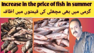 Fish prices continue to increase due to high temperatures /گرمیوں میں بھی مچھلی کی قیمتوں میں اظافہ