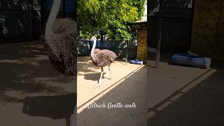 Ostrich Gentle walk|Slow-motion|@Faunus Park|#Shorts