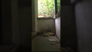 Urbex villaggio abbandonato parte 5/5 #urbex #esplorazione #abbandono