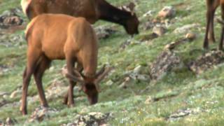 Rough Cuts: Rocky Mountain Elk