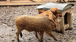 Hairy pigs that look like sheep and act like dogs