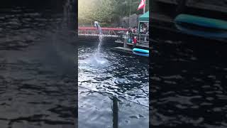 Dolphin show