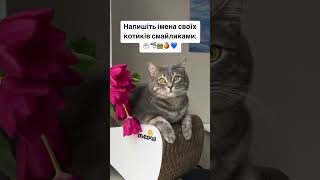 Здогадались як звати котика?  Пишіть в коментарях  🐾🐈 #saymeow #cat #котики #кіт #shorts