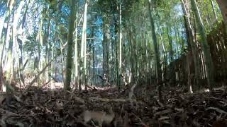 Gank Skylla through the bamboo forest