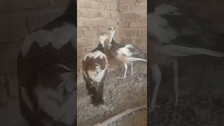 Peacock #shorts #beautiful #short #video #peacock