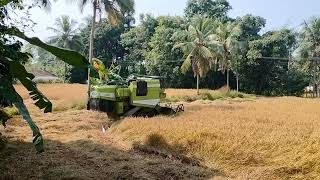 ಭತ್ತ ✨ @SanjuDirection #raita #raithubidda #newvideo #farming #farmer #uttarkarnataka