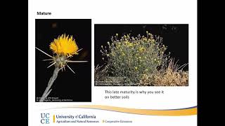 Yellow Starthistle Control and Fire