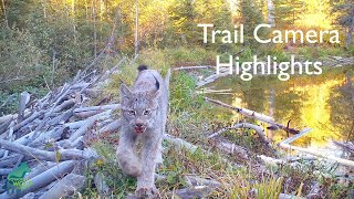 Trail camera highlights from the Voyageurs Wolf Project