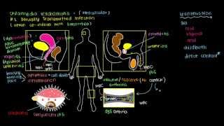 What is Chlamydia?