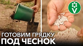 ЧТО ВНЕСТИ В ГРЯДКУ ПОД ОЗИМЫЙ ЧЕСНОК, ЧТОБЫ ОН ВЫРОС КРУПНЫМ И ВКУСНЫМ? Советы агронома