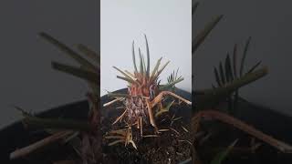 Sago Palm /Cycas has grown long fronds/timelapse