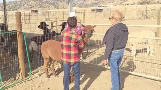 TEHACHAPI ALPACA'S