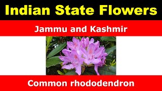 List of State flower and Union territories flowers of India  || DAG12625