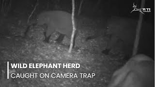 Caught on Camera Trap: Elephant Herd in the Wild