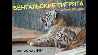 БЕНГАЛЬСКИЕ ТИГРЯТА и другие кошки ЛИМПОПО. зоопарк. Нижний Новгород