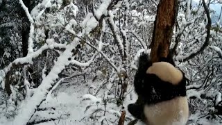 Multiple wild giant pandas spotted in Sichuan nature reserve