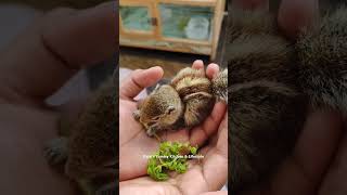 Chella Anil Kutty too Cute #shorts #shortsfeed #shortsvideo #shortsviral #squirrel #squirrels #cute