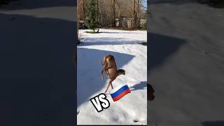 USA 🇺🇸: we have the best dogs!🐶 VS 🇷🇺