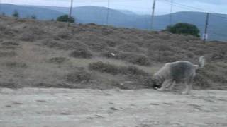 Caucasian Shepherd 6