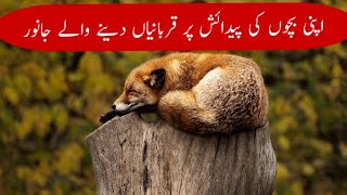 Hard Working and unique Animal  parents اپنی بچوں کی پیدائش پر قربانیاں دینے والے جانور