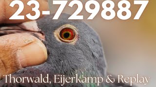 🇧🇩 BAN23-729887 H✨Thorwald✨Eijerkamp✨Replay✨Peter Van de merwe lines✨✨Inbreed Best Kittel lines✨✨