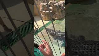 Feeding a 5 m Crocodile at Crocosaurus Cove | Darwin #travel #australia ##crocodile