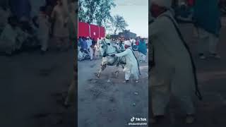 Horse dance