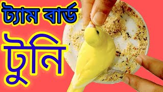 পোষা পাখি / tame bird.