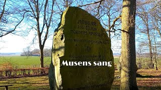 Musens sang