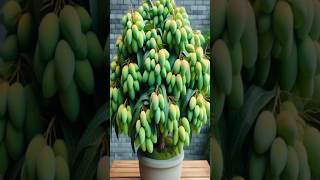 Wonderful way for growing mango tree#garden #grafting#shortvideo