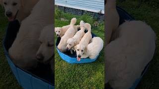 #time to #upgrade to a #bigger #pool #goldenretriever #blessed #bestfriends #dogmomlife #dog #puppy