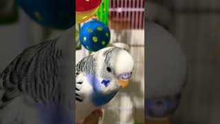 Budgie Sigma Edit #budgies #cute #shorts