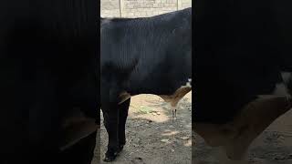 belgian blue siap tempur di karawang #sapijember #duniarojokoyo #setiafarm