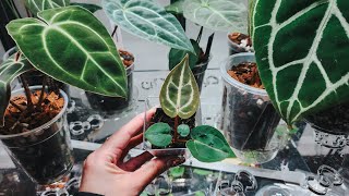 Watering Different Substrates. Anthurium Seedling Care. Moss, Tree Fern Fiber, Soil-Free & Fluval