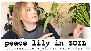 Peace Lily Propagation (again) || Winter House Plant Tips