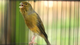 POWERFUL, CANARY SINGING STIMULATES THE SOUNDS OF OPPONENTS