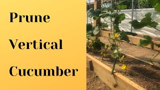 Prune and grow cucumbers vertically  - Mittleider Gardening Method (2019)