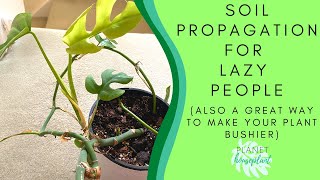 Soil Propagation for Lazy People