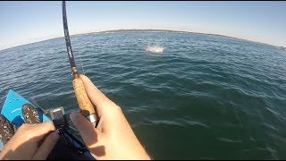 Stalking Topwater False Albacore