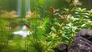 Tanaman Aquascape