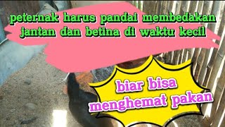 Pentingnya membedakan anak ayam betina dan jantan untuk menghemat pakan#peternakhonor#ayam