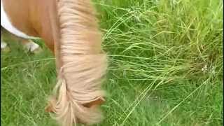 Shetland Ponies